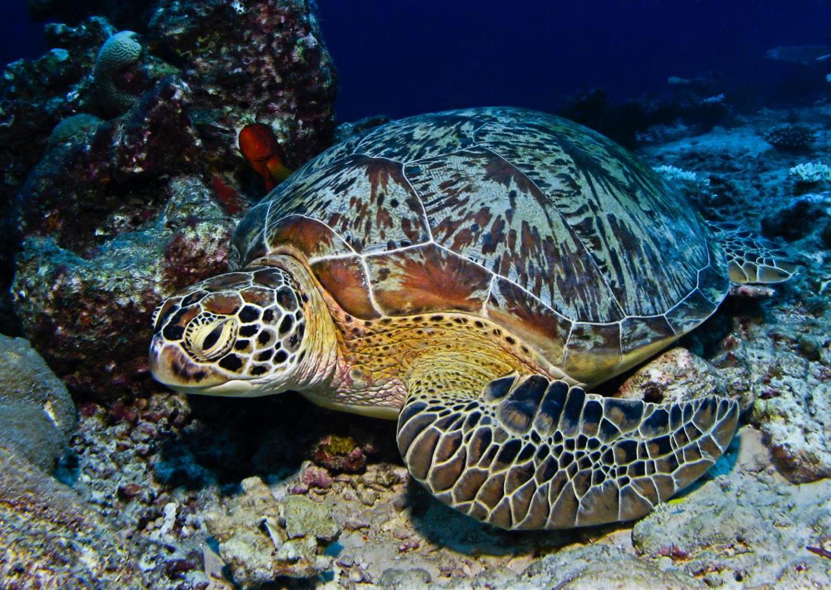 Manta Reserve Maalhos  エクステリア 写真