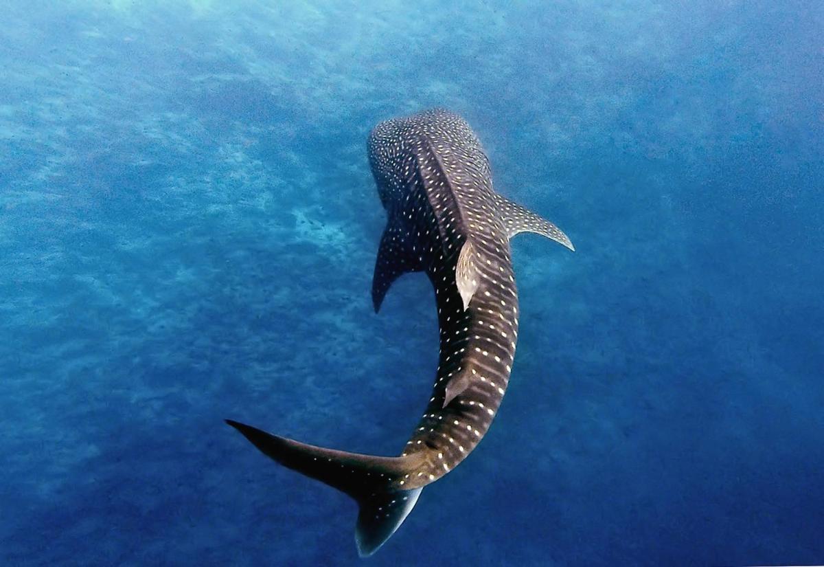 Manta Reserve Maalhos  エクステリア 写真