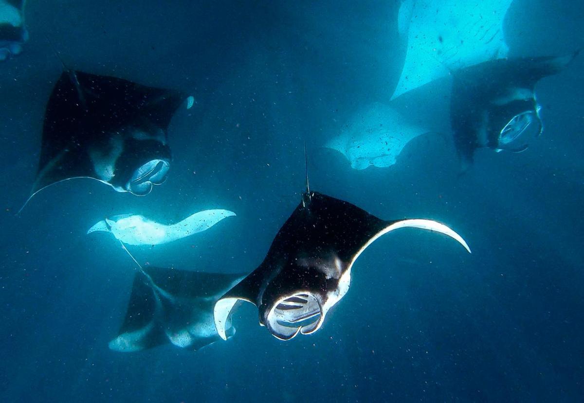 Manta Reserve Maalhos  エクステリア 写真